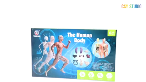 Human Body Model 28cm Anatomy Display Organ Assembly Human Skeleton Set Science Sains Model Manusia
