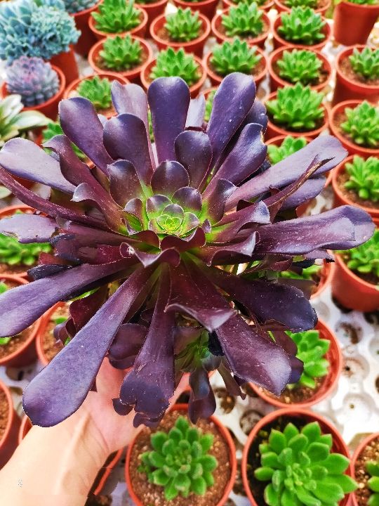 Ganohealth succulent Aeonium Arboreum 黑法师 (Single head - 120mm pot ...