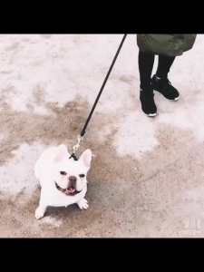 Dây dắt kéo tự động Diil 3m 5m cho chó mèo