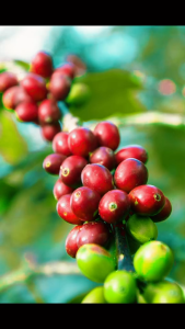 Arabica Mixed Robusta Coffee Grounded form 250g