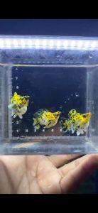 Pikachu Trio Fish Food for Pet Supplies - Yellow and Black Patterned Fish in a Container
