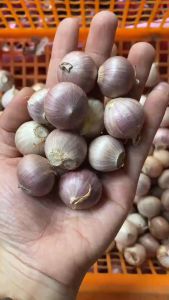 HCM - Tỏi cô đơn / tỏi làm tỏi đen / tỏi mồ côi / tỏi một nhánh / tỏi cu đơ 1kg / 0.5kg / 200g - hàng sẵn - huong17190