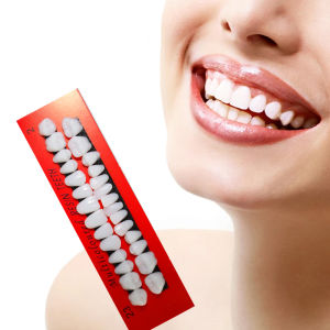 Mô Hình Răng Giả Nha Khoa 28 Răng Bằng Nhựa Resin Dùng Cho Giáo Dục Nghiên Cứu Tẩy Trắng So Sánh Gương Dụng Cụ Thực Hành Cho Kỹ Thuật Viên