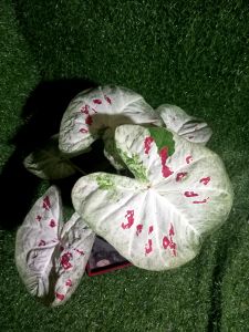 บอนสี จังหวัดนครพนม ไม้หน่อ