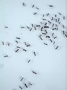 ✅ซื้อครั้งเดียวใช้ได้นานเป็นปี✅ยาฆ่ามด เหยื่อมด เหยื่อกำจัดมด เจลกำจัดมด 8 ชิ้น ใช้งานง่าย เพียงติดไว้ ดึงดูดมดได้ดี ตายยกรัง มีผลยาวนาน สามารถฆ่ามดได้หลายชนิด ยากำจัดมด กำจัดมด ซันเจียฆ่ามด เจลฆ่ามดยกรัง เจลฆ่ามด ยาหยอดมด ant killer