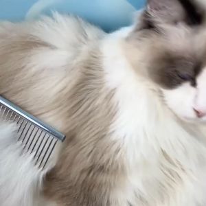 Sisir Anjing/Kucing Peliharaan Bahan Stainless Steel