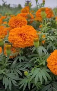 Hạt Giống Hoa Vạn Thọ Mỹ gói 200 hạt