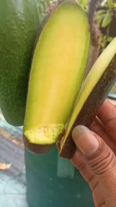 Asli! Bibit Alpukat Tanpa Biji - Tanaman Buah Hidup