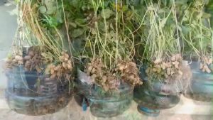 (50 SEEDS) RED PEANUT SEEDS (UPL Pn-8)/FOR PLANTING/HYBRID/EASY TO GROW/HIGH YIELDING