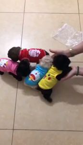 Quần áo chó mèo thú cưng mẫu áo phông phông in hình cute loại ba lỗ (hè thu) đủ size