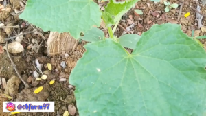 Benih Bibit Timun Baby Lalap VITANI F1 175 Butir dari Cap Panah Merah Timun Mungil