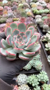 Sen Đá Liên đài Viền hồng size bầu 5-7 cm cây già khỏe