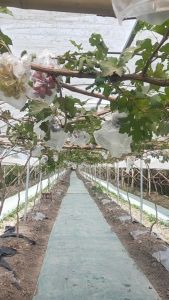 Bibit Anggur Angelica Berkualitas: Varian Terbaik & Petunjuk Perawatan