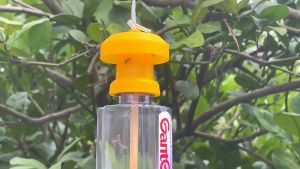 Fruit Fly Trap Killer: Effective Pest Insect Control for Home Farm Orchard