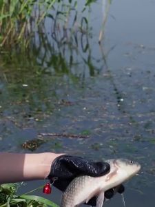 Găng Tay Câu Cá Chuyên Nghiệp Có Nam Châm Chống Trơn Trượt Chống Đâm Thủng Không Dệt Chống Thấm Nước Để Bắt Cá Săn Bắn Câu Cá