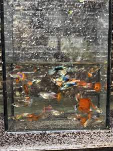 (5pcs) Guppy Fish/ Gapi Rojak / Ikan Hiasan/ Ikan Gapi