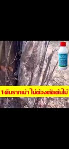 1หยดฆ้าต้นไม้ตายยาฆ่าต้นไม้ใหญ 200ml ยากำจัดต้นไม้ใหญ่ ยากำจัดต้นไม้ ไม่ทำลายดิน เห็นผลรวดเร็ว