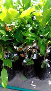 Bibit Jambu Air King Rose