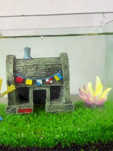 เมล็ด​ไม้น้ำ เมล็ดพันธ์ุไม้น้ำ ต้นไม้ปลูกในน้ำ มี 7 พันธุ์ พร้อมวิธีการปลูก ปลูกง่าย โตไว