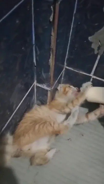 QQPET ขวดนมสำหรับสัตว์เลี้ยง สีน้ำเงิน/ชมพู