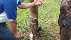 คนขี่ม้าพาราไวท์ ขวด 1 ลิตร - ป้องกันเชื้อรา, เพิ่มปริมาณน้ำยาง, หยุดไหลปกติ, เสริมเปลือกไว