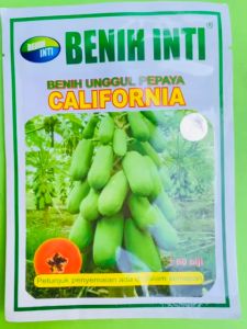 Benih Pepaya CALIFORNIA isi 60biji produk dari Benih Inti F