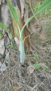 กล้วยเล็บมือนาง แท้100%##สินค้าขายดีประจำเดือน