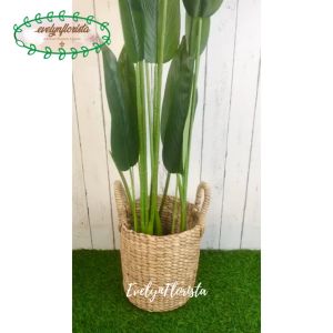 Pohon Hias Daun Pisangan Heliconia T120 Latex Artificial Pot Dasar Hitam Plastik Cover Eceng Gondok Handle Dekorasi Aesthetic Hiasan Rumah Ruang Tamu