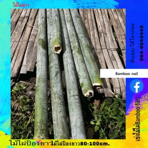ไม้ไผ่ ขายเป็นป้องไม้ไผ่ 2ป้องยาวที่เริ่มต้น90-100cm แล้วแต่ไม้ไผ่ตามจริง