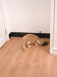 【CANDIES.】ของเล่นสัตว์เลี้ยง ของเล่นของแมว ของเล่นหนู เมาส์ไฟฟ้า การควบคุมระยะไกล แบตเตอรี่แบบถอดเปลี่ยนได้