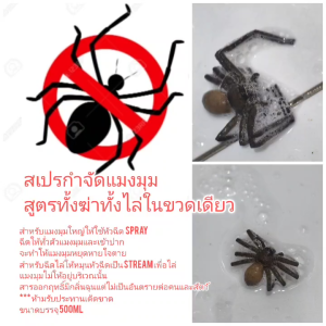 OT262 สเปรฆ่าแมงมุม สเปรไล่แมงมุม ไล่แมงมุม ฆ่าแมงมุม กำจัดแมงมุม ได้ทั้งแมงมุมพเนจร แมงมุมแร็ปโย่ว