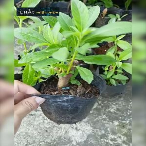 Cây Từ Bi giống trị sỏi thận - Cây Cúc Tần Cây Cúc Tần Nhập Khẩu Từ Việt Nam Hạt Giống Cây Bụi Và Cây Thân Gỗ Bảo Hành 7 Ngày Kể Từ Khi Nhận Hàng Rễ Trần Bầu Đen - Lazada