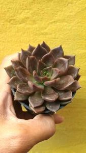 2023 ต้นไม้อวบน้ำ กุหลาบหิน อิชิวีเรีย แบลคพรินซ์ Echeveria ‘Black Prince’ ราคา 1,200 บาท