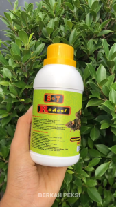 RACUN TIKUS CAIR RODEST TERBUKTI EFEKTIF MENGUSIR DAN MEMBASMI HAMA TIKUS