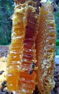 Mật ong rừng nguyên chất - Mật ong khoái chai 1L