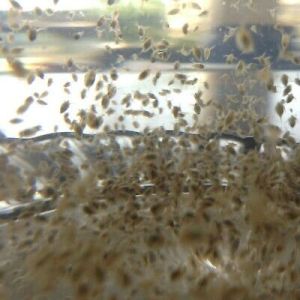 Daphnia Magna Starter Combo Set
