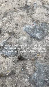 fly-killer phun diệt ruồi đồng loạt