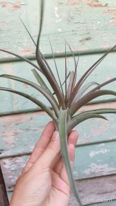 Tillandsia Jackie Loinaz (Concolor x Capitata Rubra) / Air plant / 空气凤梨- 空可乐 x 卡比塔塔全红