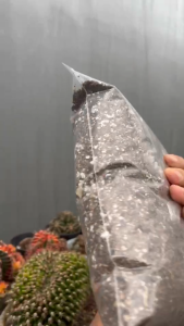 ดินปลูกแคกตัสพร้อมปลูก1kg. ( 1000g. ) สำหรับปลูกแคกตัส กระบองเพชร ไม้อวบน้ำ สูตรผสมพร้อมใช้