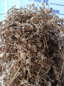 1kg Cây Nở Ngày Đất - phơi khô