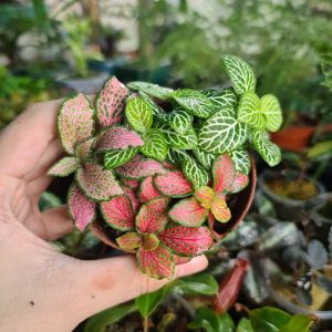 Cây Cẩm Nhung Fittonia – Cây Terrarium Paludarium Cây Mini Trang Trí Tiểu Cảnh