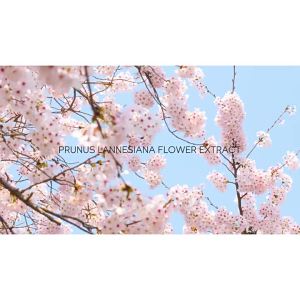 《226》LAIKOU Sakura Skincare Six-Piece Set: Cleansing Essence Eye Cream Face Cream Toner sunscreen Cross-Border