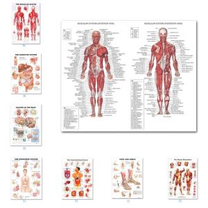 Science Wall Art Muscle System Human Anatomy Diagram Medical Education Supplies HD on Canvas Posters and Prints Home Decor