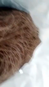 Murah 1 kg Daun Pinus Kering Bahan Untuk Sarang Burung/Kerajinan