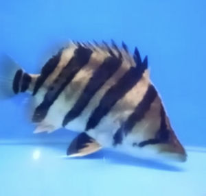 Indonesia Tiger fish GRED AA  2.5cm-11cm live fish