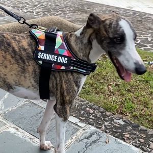 Dog Harness Adjustable Large Medium Dog Heavy Harness Reflective Best Friend Necessities Big Dog Service Dog Saddle