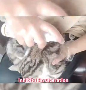 In 1 Second Heal Pet Skin Problems ! Pet Antimicrobial Spray 200ML Ubat kurap kucing Veterinarian recommended Ubat fungus untuk kucing Not afraid of licking Cat dog skin disease medicine Pet Skin Treatment Spray Treat all pet skin fungal infection /Mange