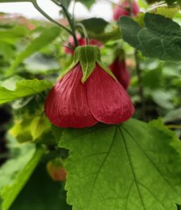 ชบาโคมญี่ปุ่น แบบใบด่างและใบเขียวกระถาง 8 นิ้ว