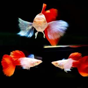 [NEW STRAIN 2025] 🔥Albino Platinum Dumbo Guppy- 白子白金大耳「孔雀鱼」 AquaX - Live Fish With D.O.A. *Ship West & East Malaysia* ~Farm Direct Sell