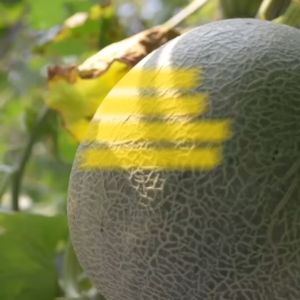 Benih Melon Orange NEW MADESTA F1 Isi 200 Butir Cap Panah Merah